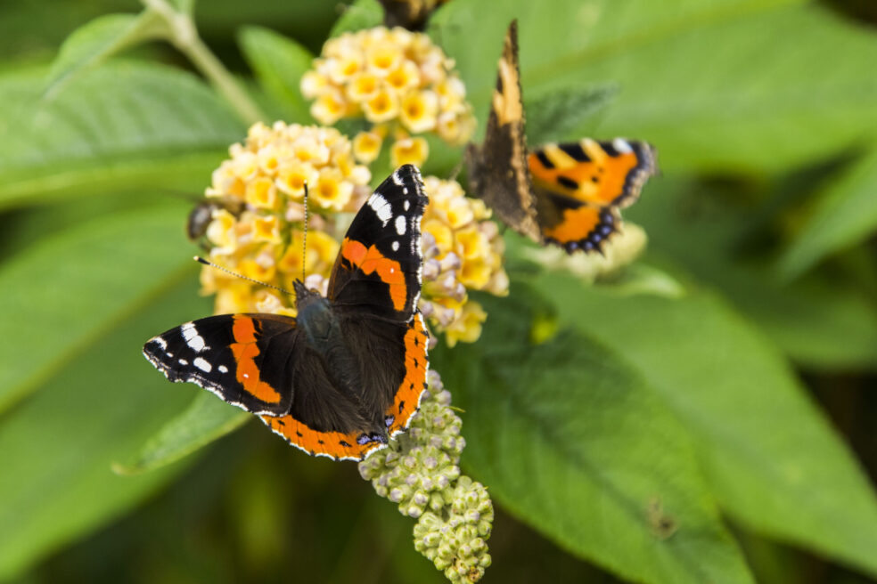 Schmetterling15Aug2021_2321